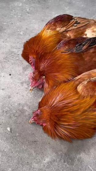 仙鸡是什么品种的鸡截图1