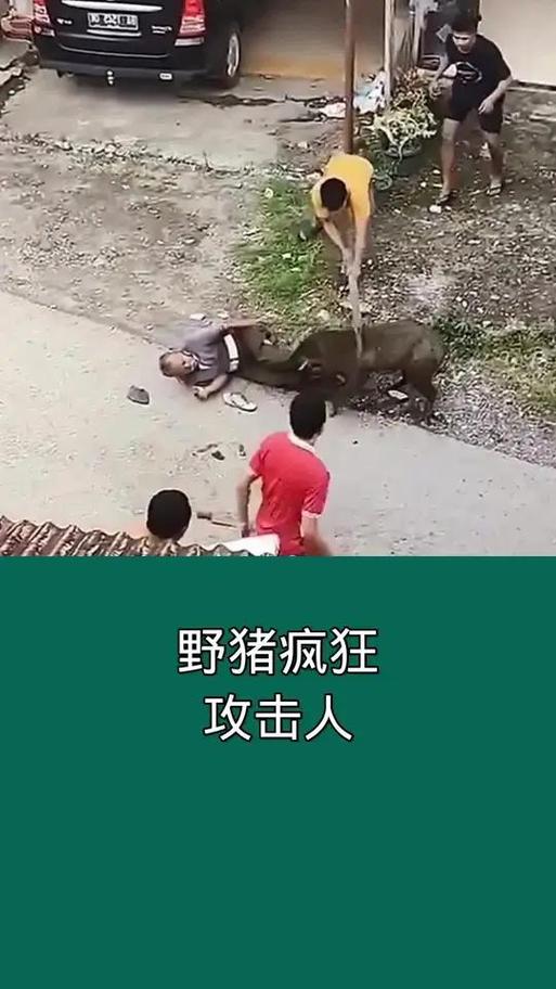 野猪怎么攻击人的