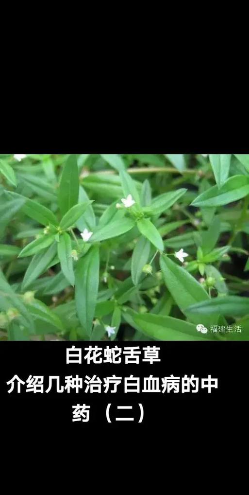 白花蛇舌草起什么作用