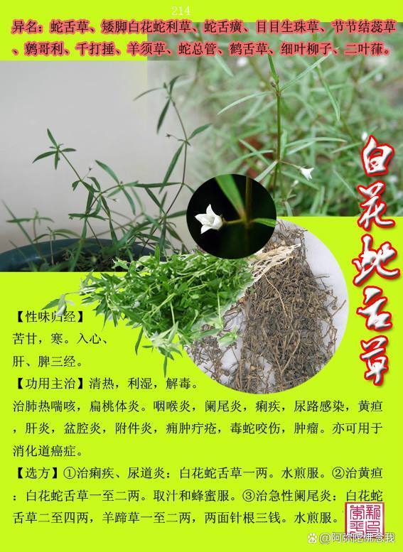 白花蛇舌草起什么作用截图2
