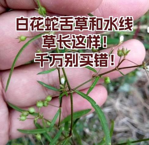 白花蛇舌草起什么作用截图3