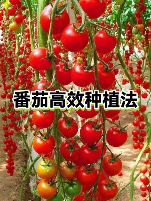番茄时间法则