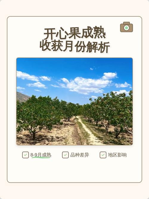 开心果几月份成熟采摘截图2