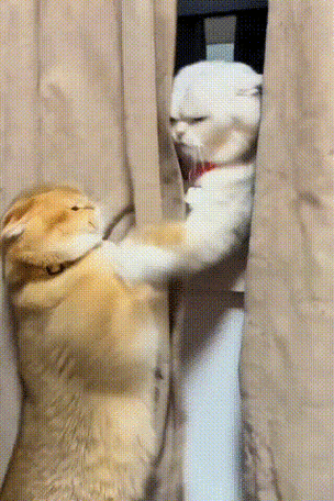 gif搞笑图片截图1