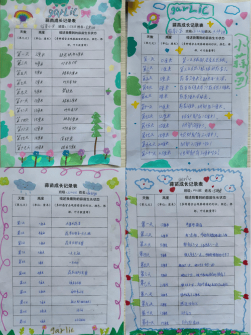 蒜苗的生长过程观察记录表截图3