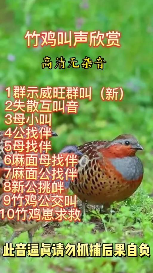 竹鸡叫声原声母 竹鸡叫声原声母