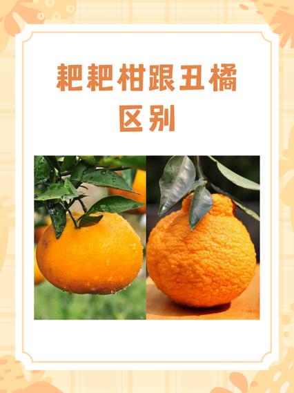 椪柑与耙耙柑的区别