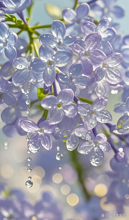 戴望舒《丁香花》原文