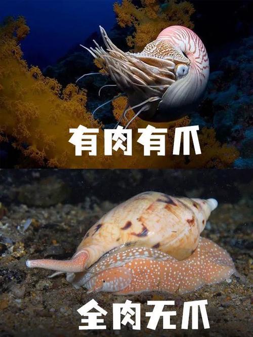鹦鹉螺肉截图3