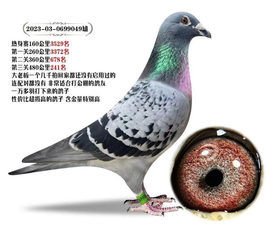 广东华尊赛鸽俱乐部地址