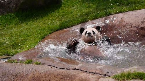 熊猫怕水吗