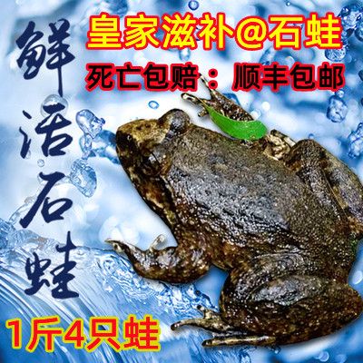 石鳞蛙的功效与作用 石鳞蛙的功效与作用