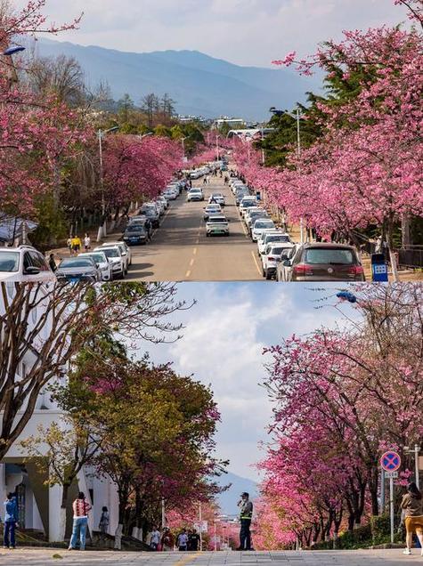 樱花校园的隐藏建筑