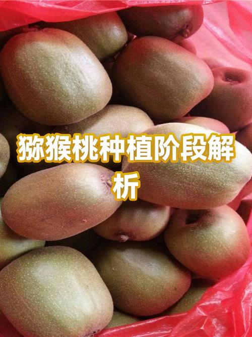 猕猴桃是寒性还是热性