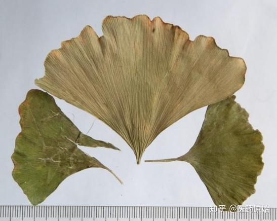 长得像银杏叶的植物