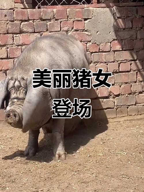女人叫你猪猪侠什么意思
