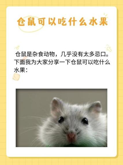 仓鼠十大禁忌水果
