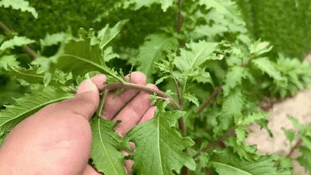 酸菜闻着臭臭的是怎么回事截图3