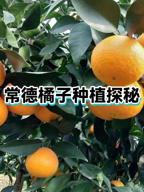 水果乐园种植赚钱截图1