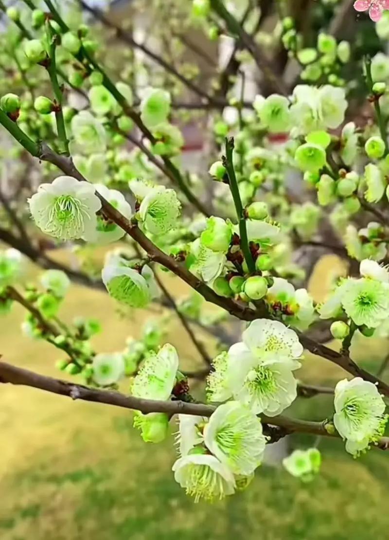 生化危机2重制版绿色梅花钥匙在哪截图1