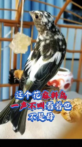 麻料压口音截图2