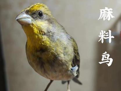 麻料压口音截图3