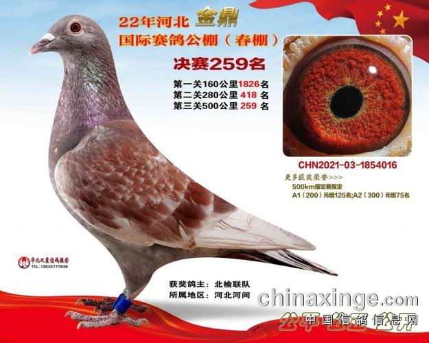 呼和浩特和盛国际赛鸽公棚