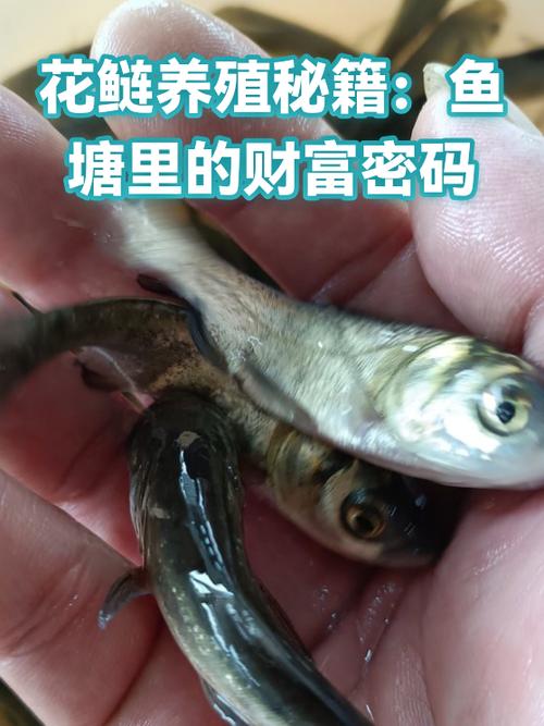 鱼塘app赚钱