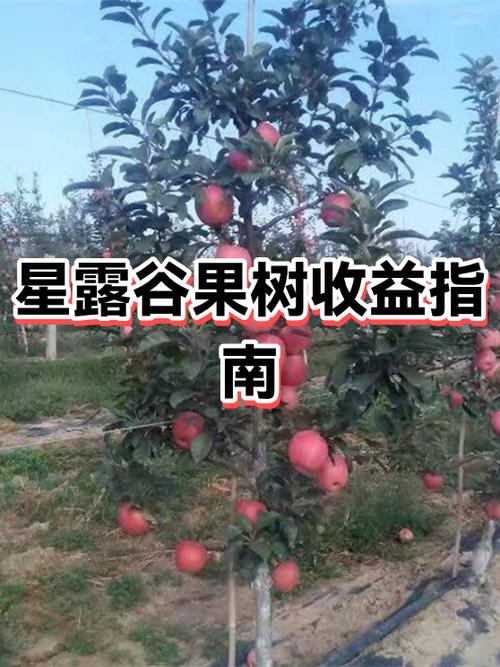 种果树一年挣多少钱 种果树一年挣多少钱