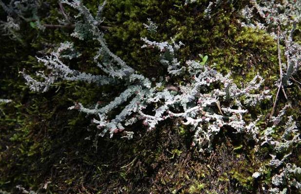 石花泡水起什么作用