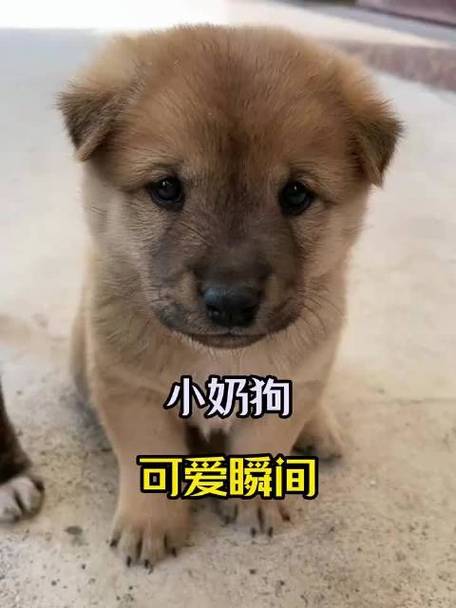 小奶狗ios