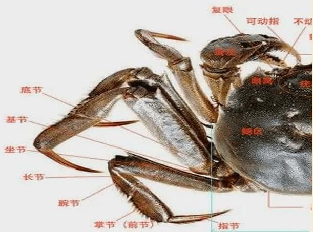 河蟹母蟹黄有黑色的吗图标