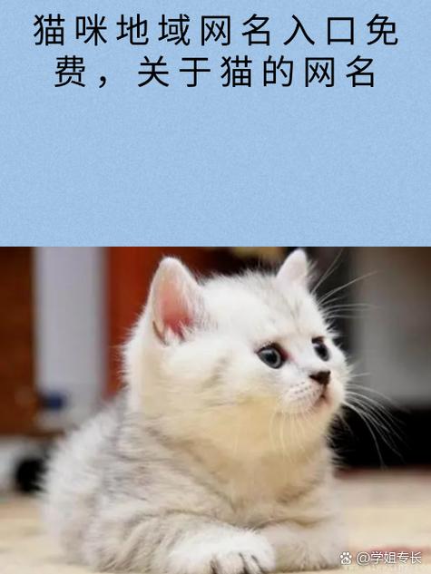 2021猫咪最新地域网名贴吧