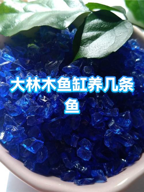 鱼缸一般几条鱼最旺