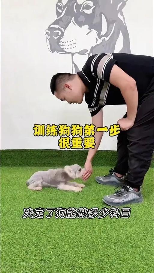 狗狗训练技巧