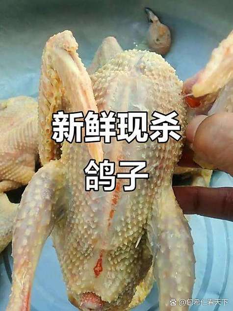 白鸽子上门是吉还是凶截图1