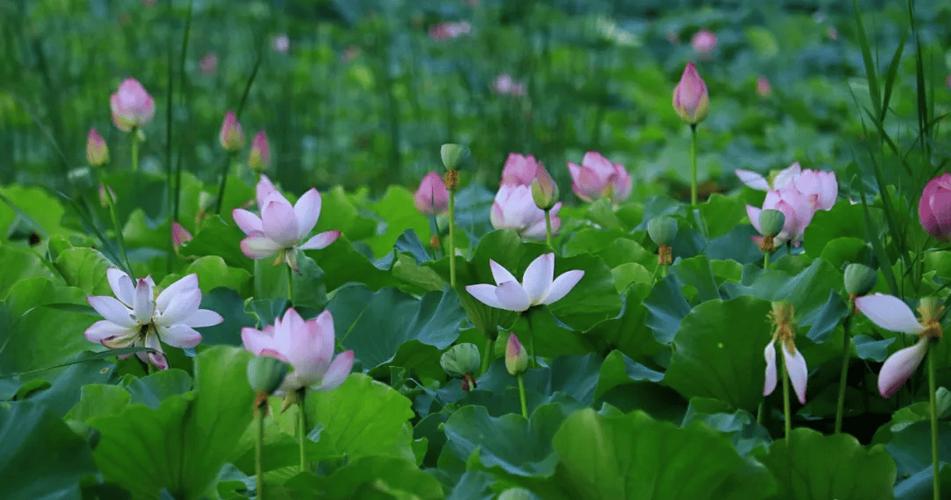 追夏by阿司匹林