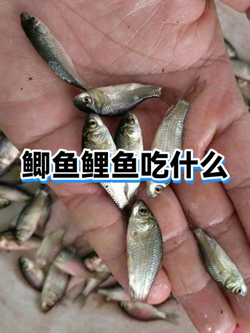 小锦鲤吃什么食物 家养