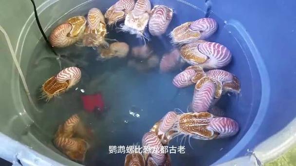 鹦鹉螺截图3