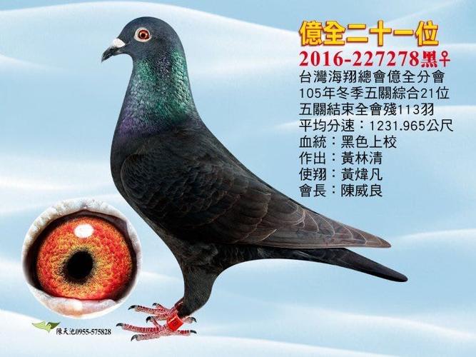 黑信鸽最贵三个品种