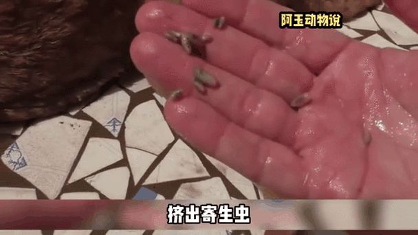 寄生虫寄生截图2