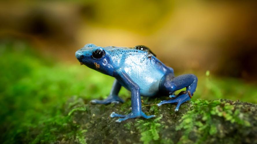 bluefrog是哪个国家的截图2