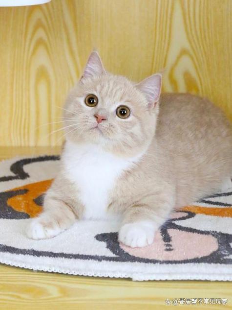十大矮脚猫排名