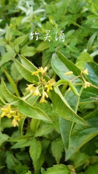 竹灵消的功效与作用 竹灵消的功效与作用