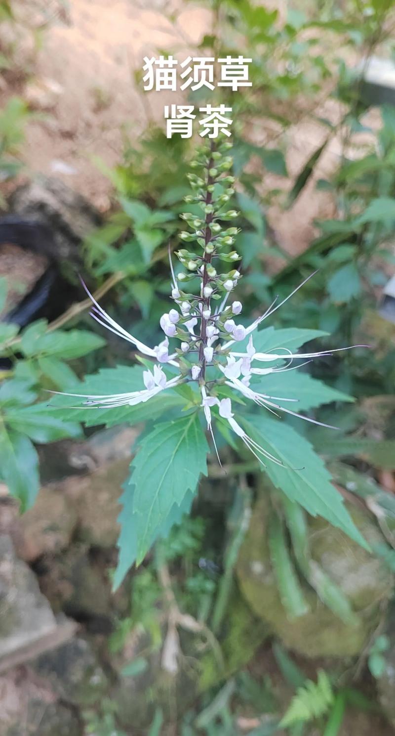 猫须草又叫什么名字 猫须草又叫什么名字