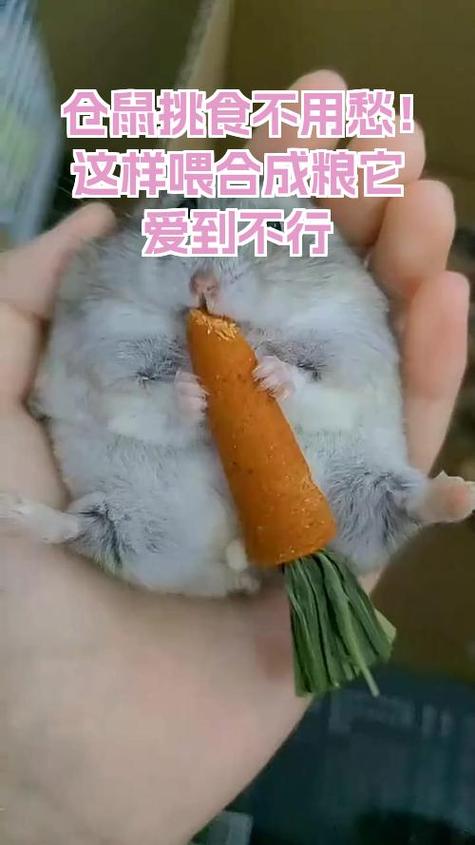怎么训练仓鼠吃合成粮
