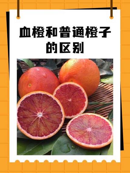 血橙和普通橙子的区别截图1