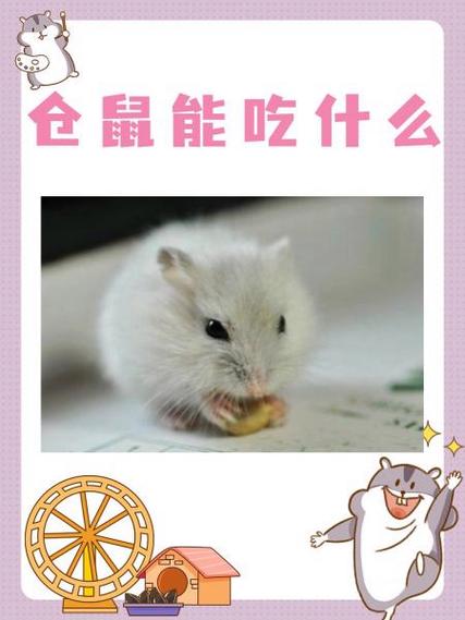 仓鼠可以吃什么