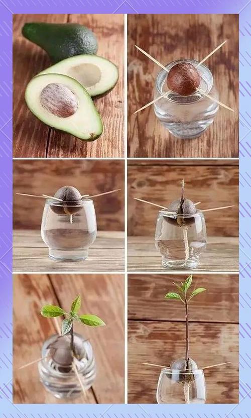 牛油果核的功效与作用 牛油果核的功效与作用