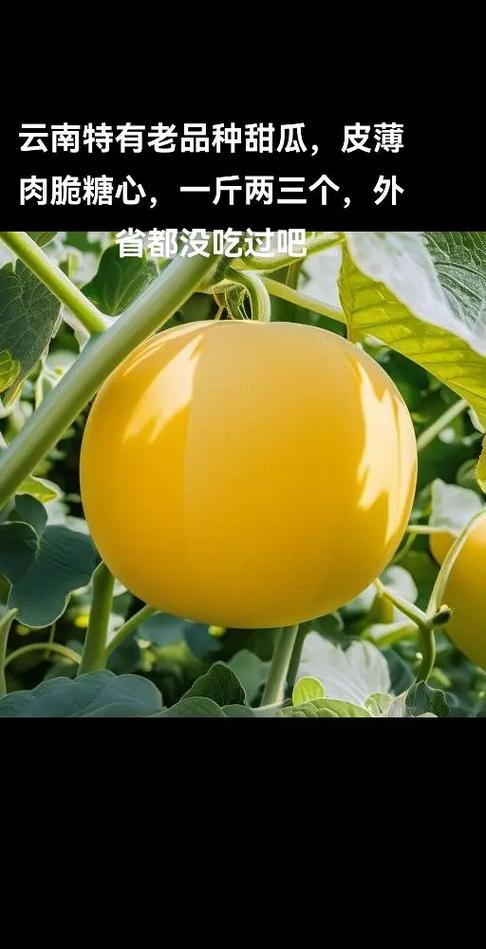 10.0版本老甜瓜
